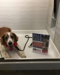 dog in shower display