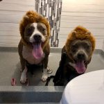 dogs in costume