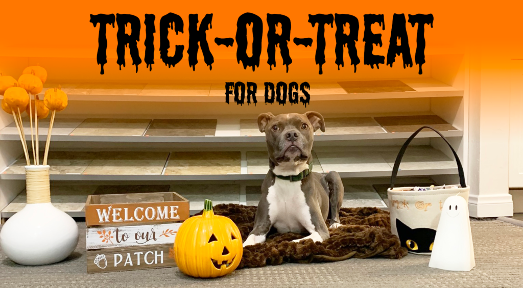 trick or treat for dogs